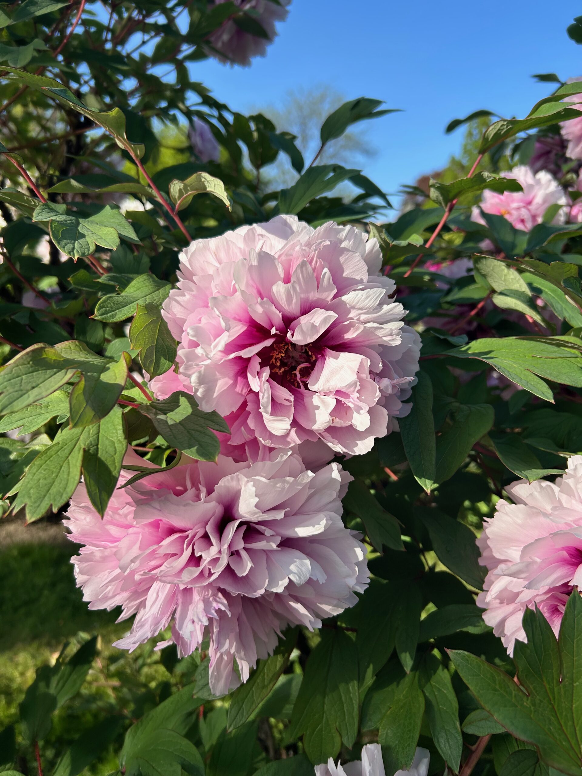 Blooming Pink Flowers