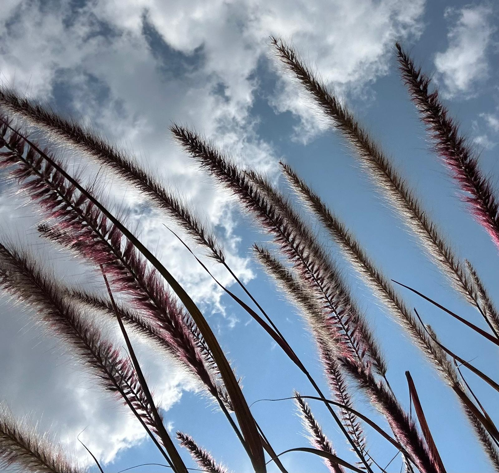 The Beauty Around Me: What I Noticed When I Finally Looked Up