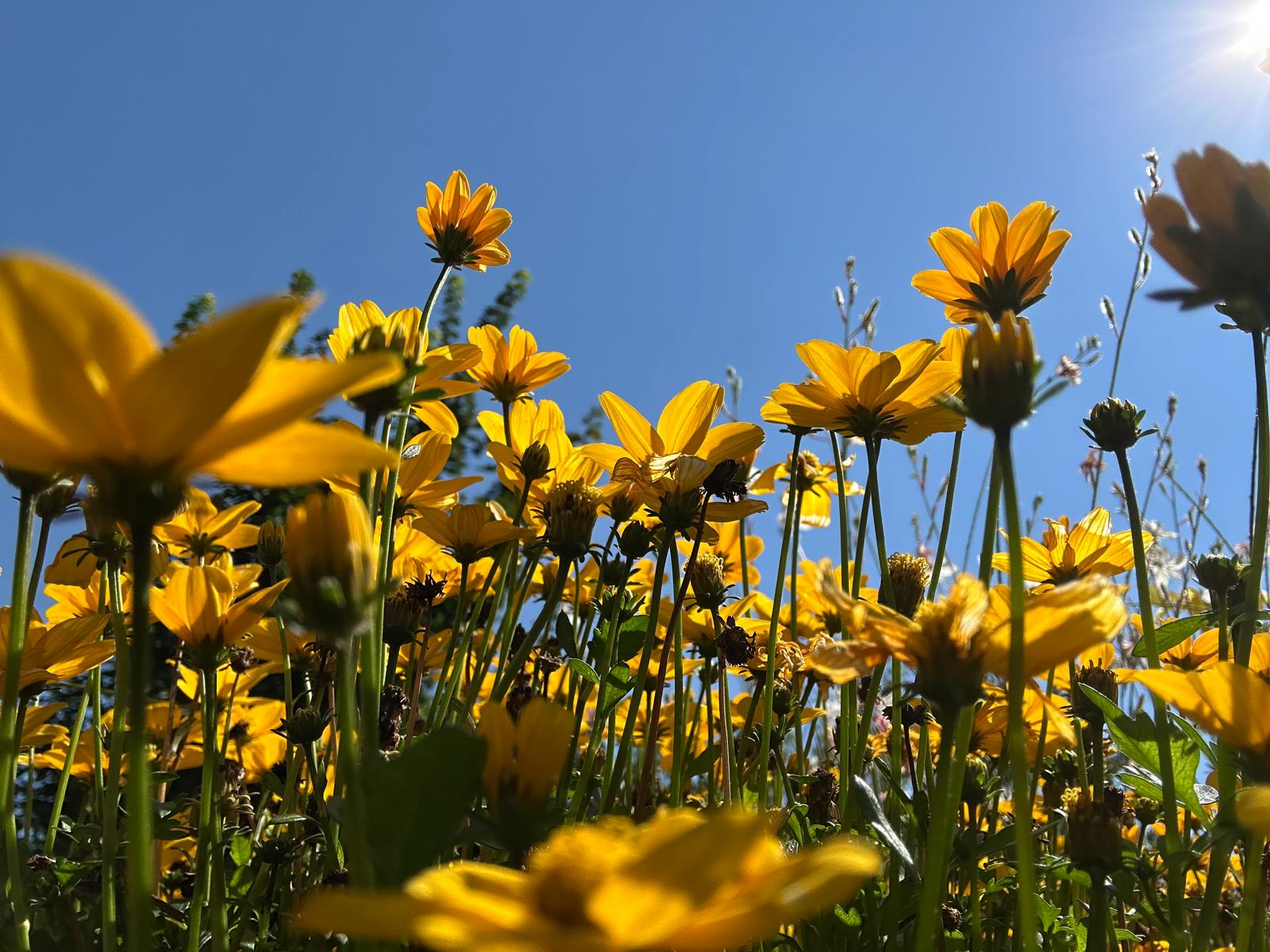 Blooming & Wilting Under Another’s Gaze